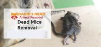 David's Dead Mice Removal Hobart image 4
